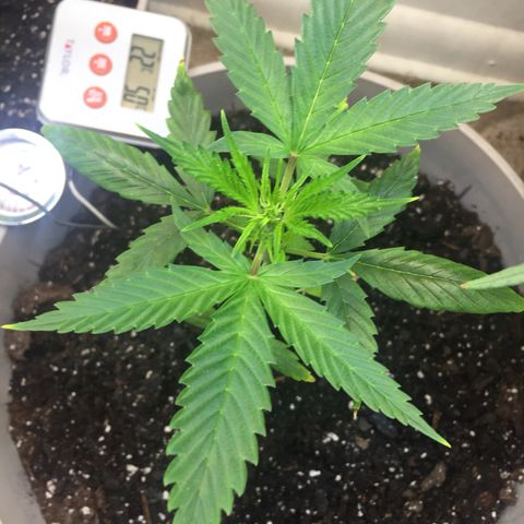 Unknown strain growlog timeline photo