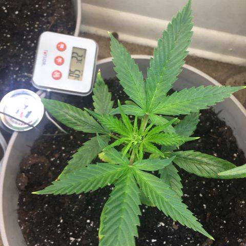 Unknown strain growlog timeline photo