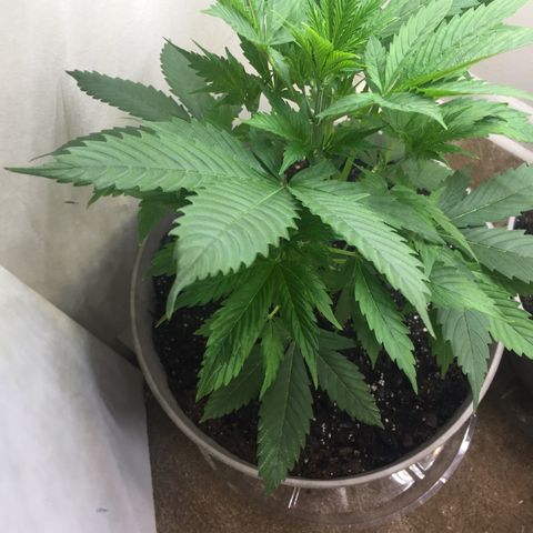 Unknown strain growlog timeline photo
