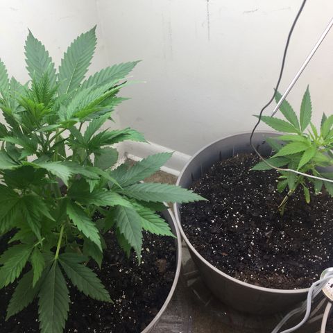 Unknown strain growlog timeline photo