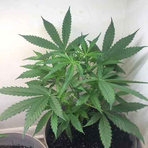 Unknown strain growlog timeline photo