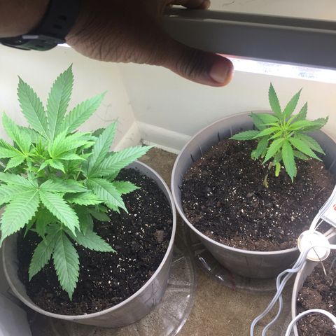 Unknown strain growlog timeline photo