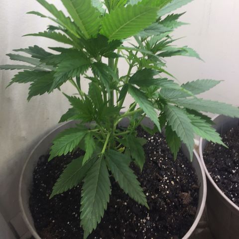 Unknown strain growlog timeline photo