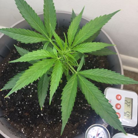 Unknown strain growlog timeline photo
