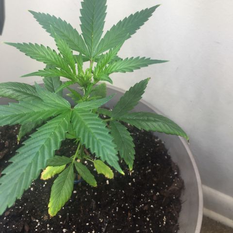 Unknown strain growlog timeline photo