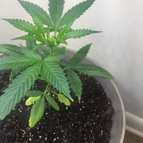 Unknown strain growlog timeline photo