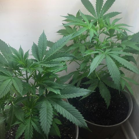 Unknown strain growlog timeline photo