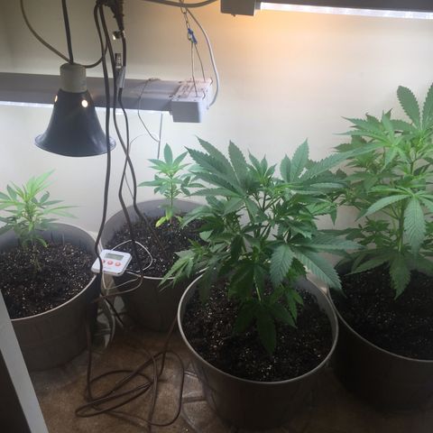 Unknown strain growlog timeline photo