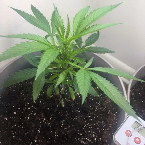 Unknown strain growlog timeline photo