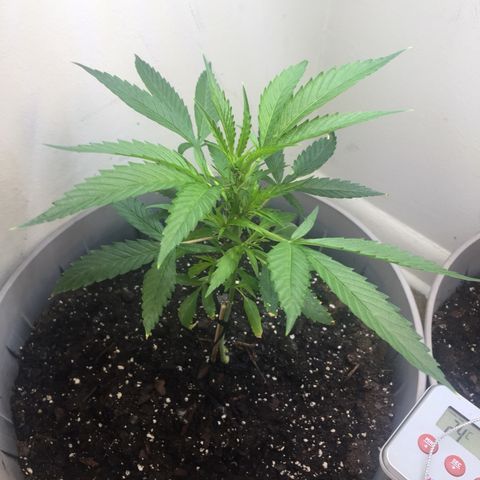 Unknown strain growlog timeline photo