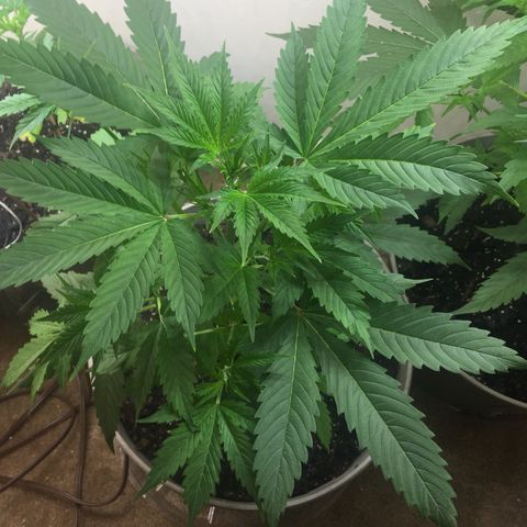 Unknown strain growlog timeline photo