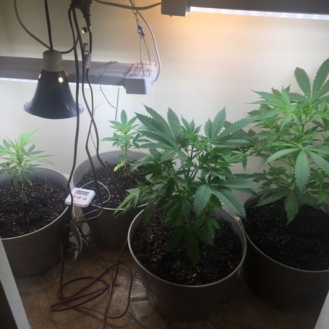 Unknown strain growlog timeline photo