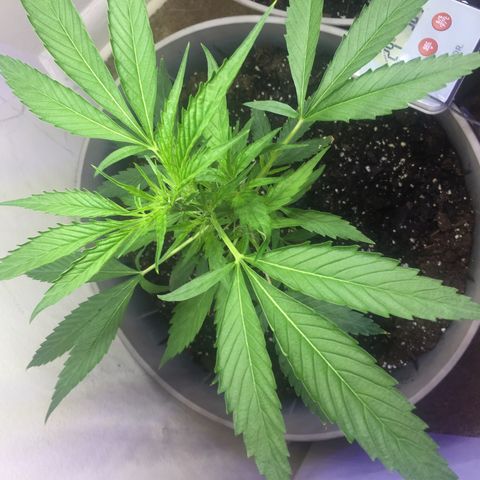 Unknown strain growlog timeline photo