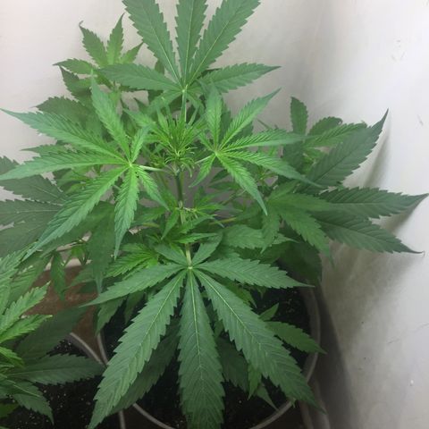 Unknown strain growlog timeline photo