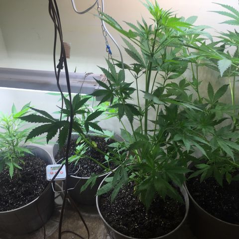 Unknown strain growlog timeline photo