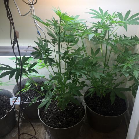 Unknown strain growlog timeline photo