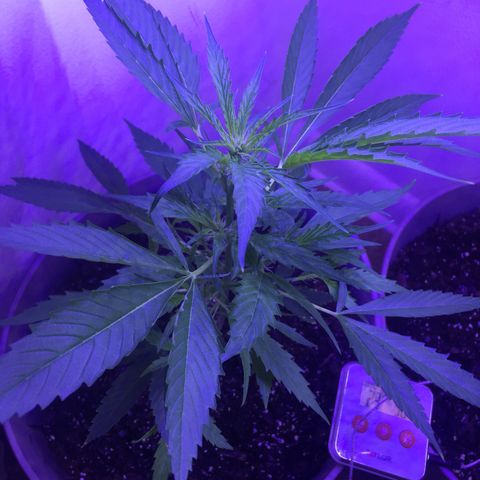 Unknown strain growlog timeline photo