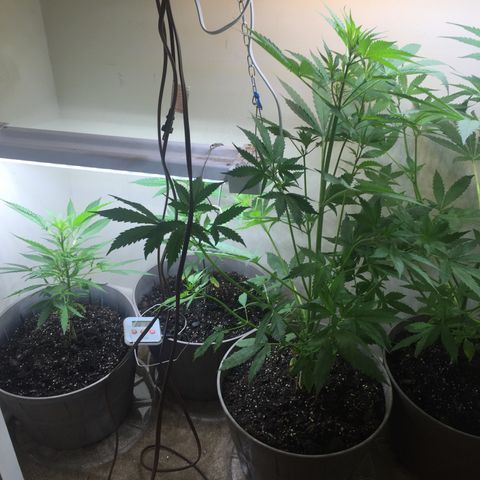 Unknown strain growlog timeline photo