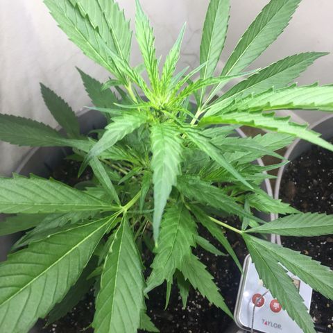 Unknown strain growlog timeline photo