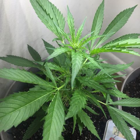 Unknown strain growlog timeline photo