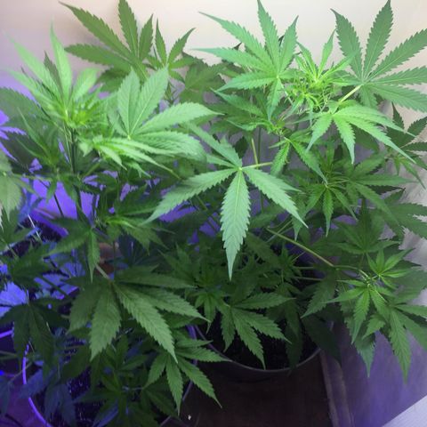 Unknown strain growlog timeline photo