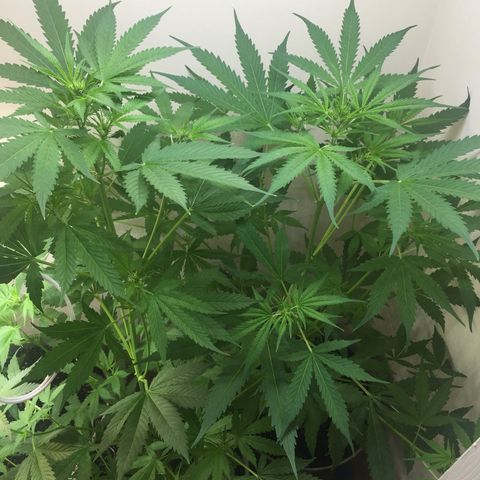 Unknown strain growlog timeline photo