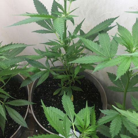 Unknown strain growlog timeline photo