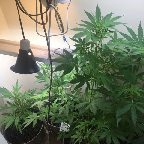 Unknown strain growlog timeline photo