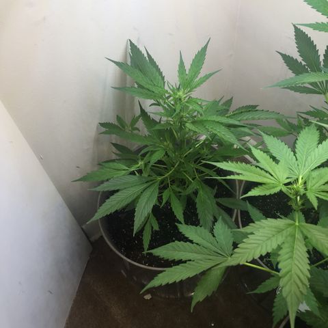 Unknown strain growlog timeline photo