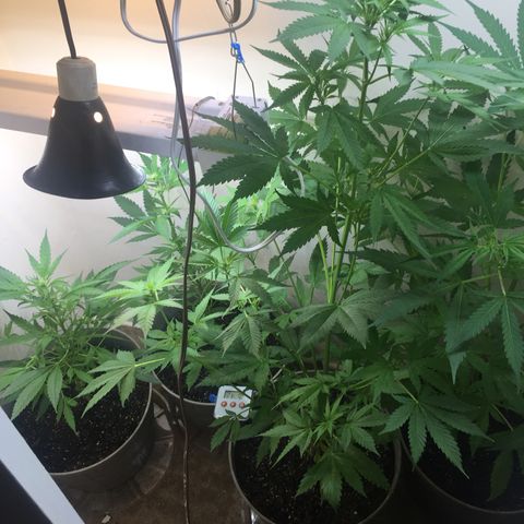 Unknown strain growlog timeline photo