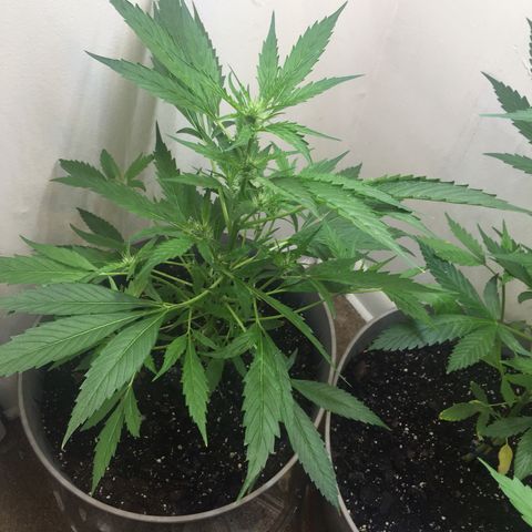 Unknown strain growlog timeline photo