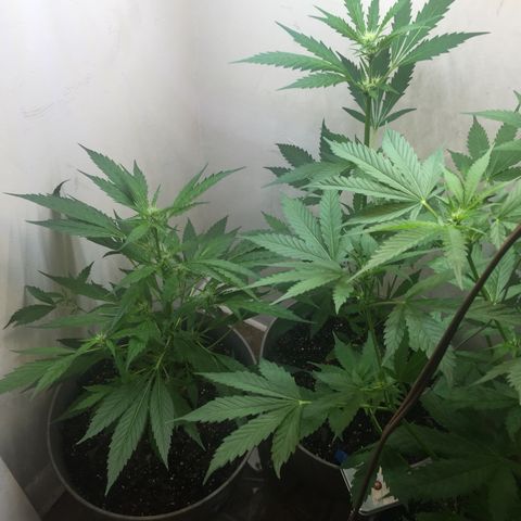 Unknown strain growlog timeline photo