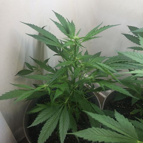 Unknown strain growlog timeline photo