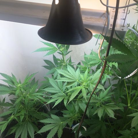 Unknown strain growlog timeline photo