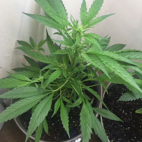 Unknown strain growlog timeline photo