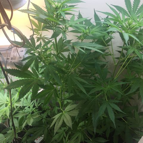 Unknown strain growlog timeline photo