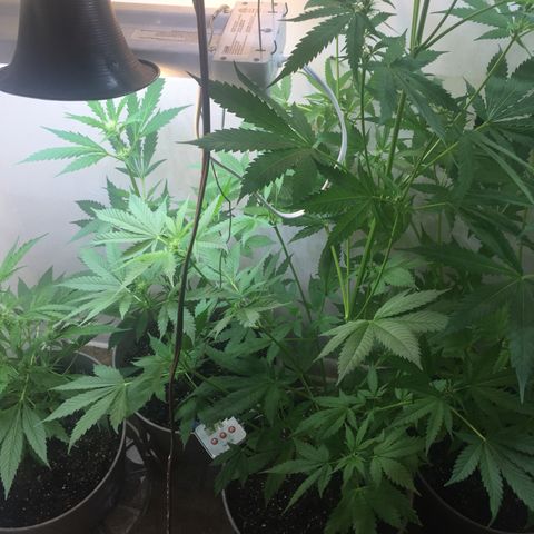 Unknown strain growlog timeline photo