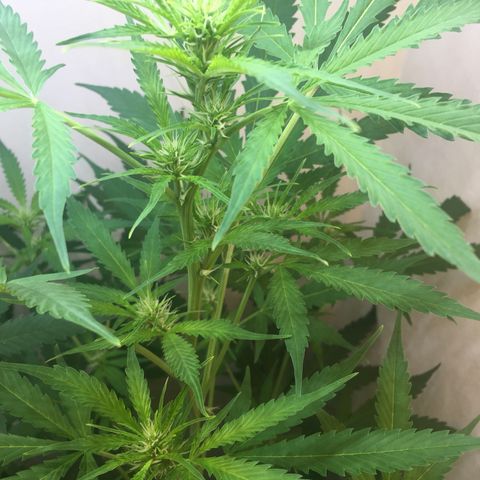 Unknown strain growlog timeline photo