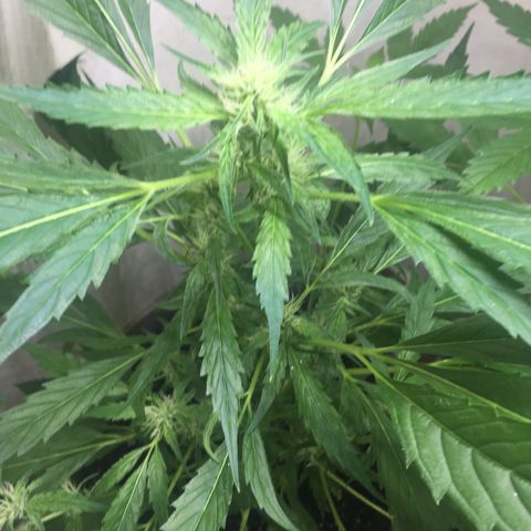 Unknown strain growlog timeline photo