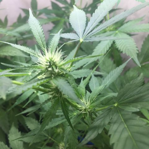 Unknown strain growlog timeline photo