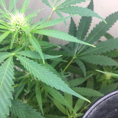 Unknown strain growlog timeline photo
