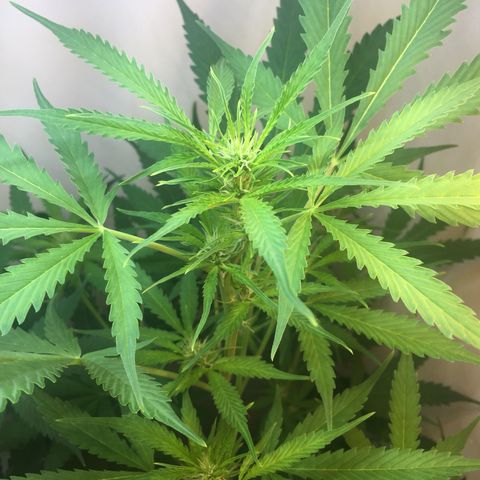 Unknown strain growlog timeline photo