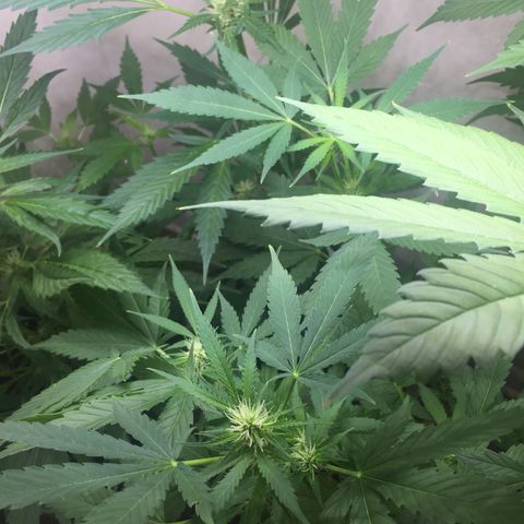 Unknown strain growlog timeline photo