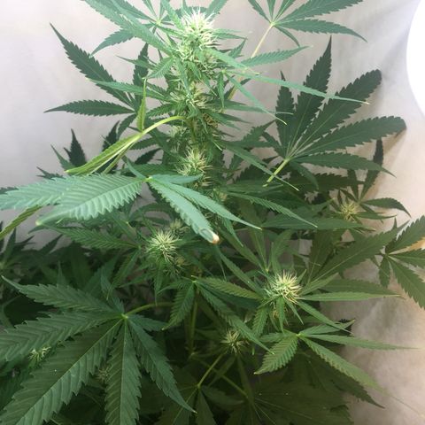 Unknown strain growlog timeline photo