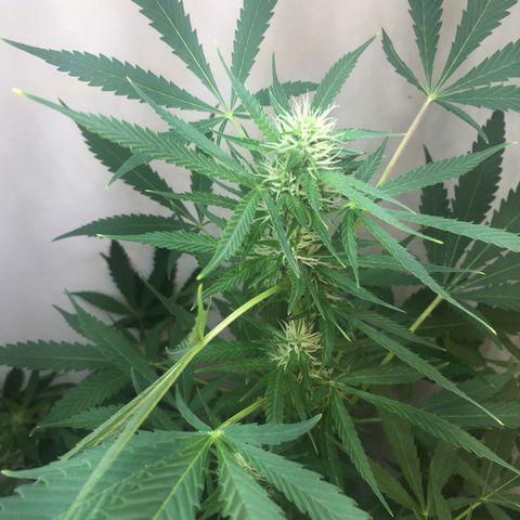 Unknown strain growlog timeline photo