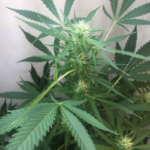 Unknown strain growlog timeline photo
