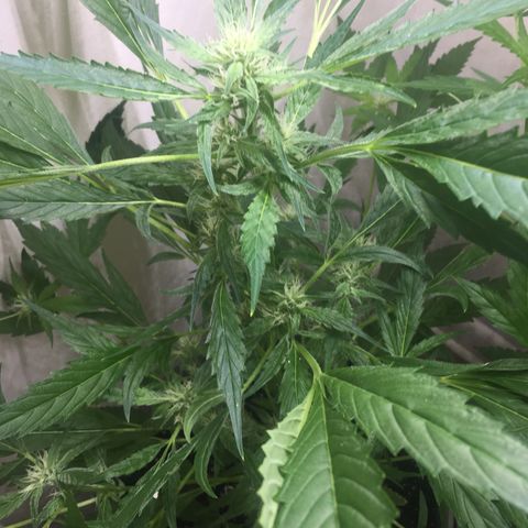 Unknown strain growlog timeline photo