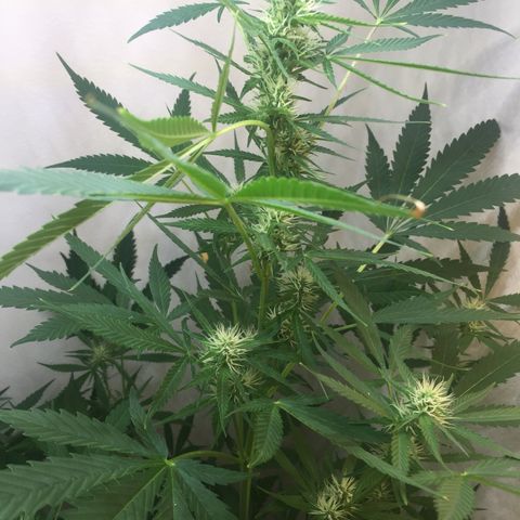 Unknown strain growlog timeline photo