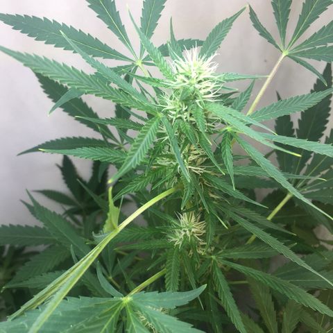 Unknown strain growlog timeline photo