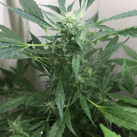 Unknown strain growlog timeline photo